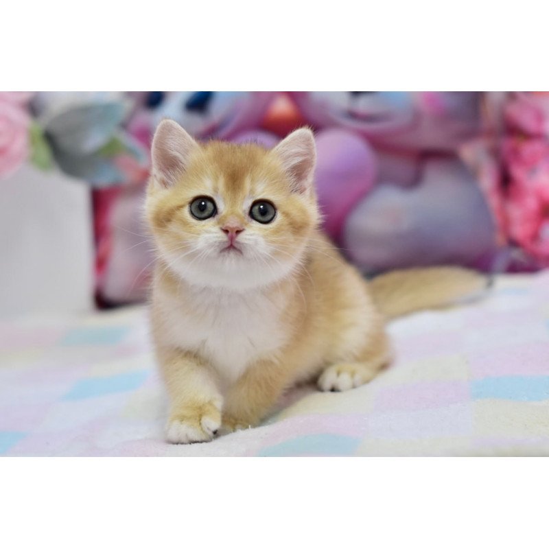 British Fluffy