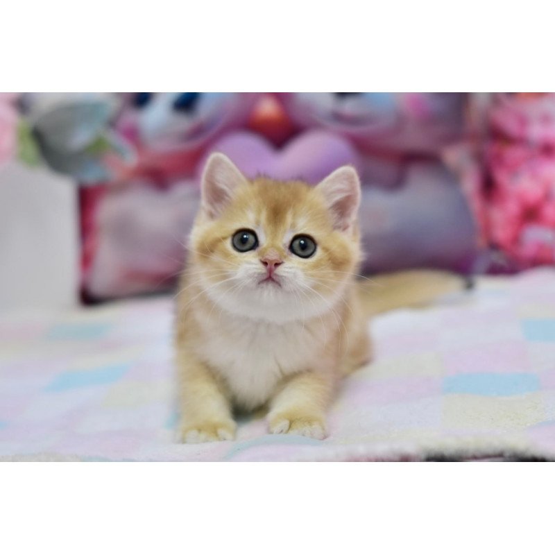 British Fluffy