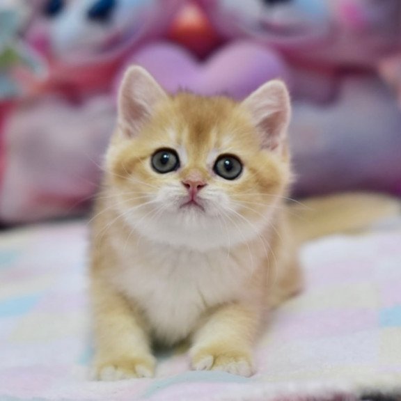 British Fluffy