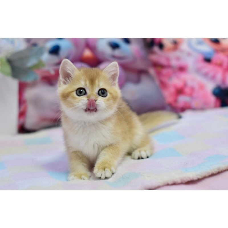 British Fluffy