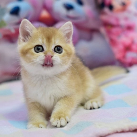 British Fluffy