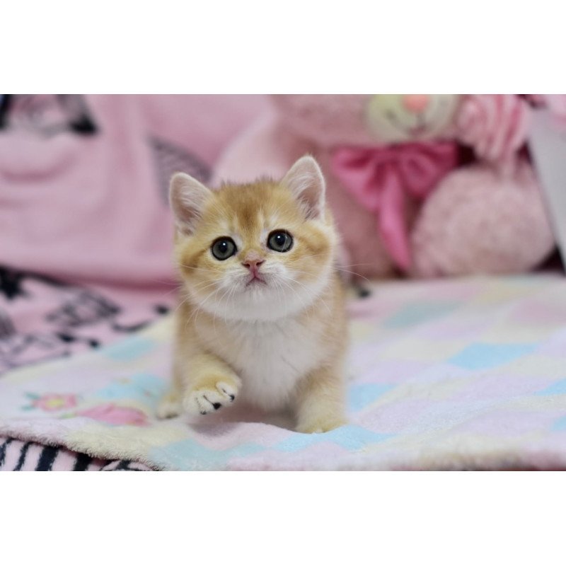 British Fluffy