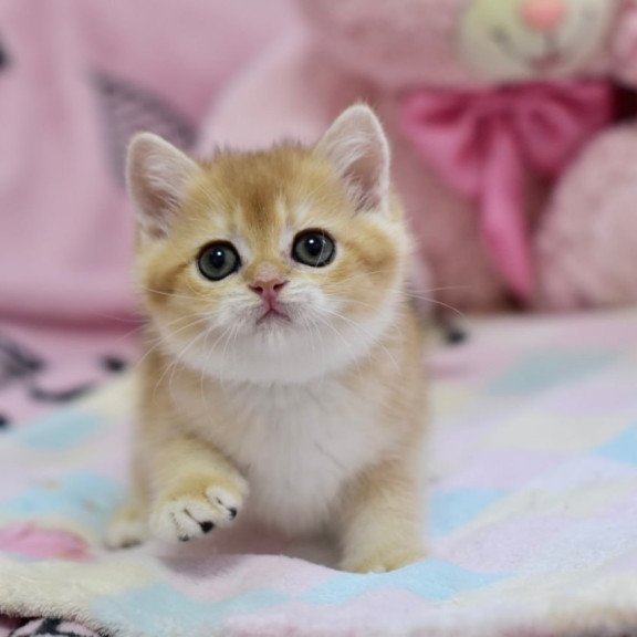 British Fluffy