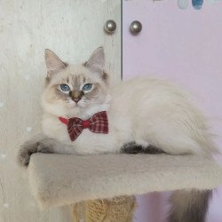 Siberian REZ Holli