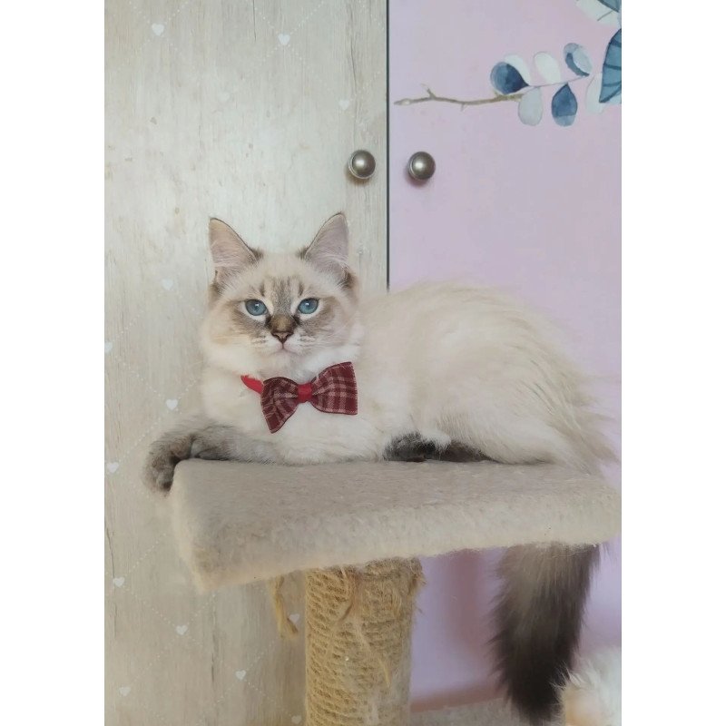 Siberian REZ Holli