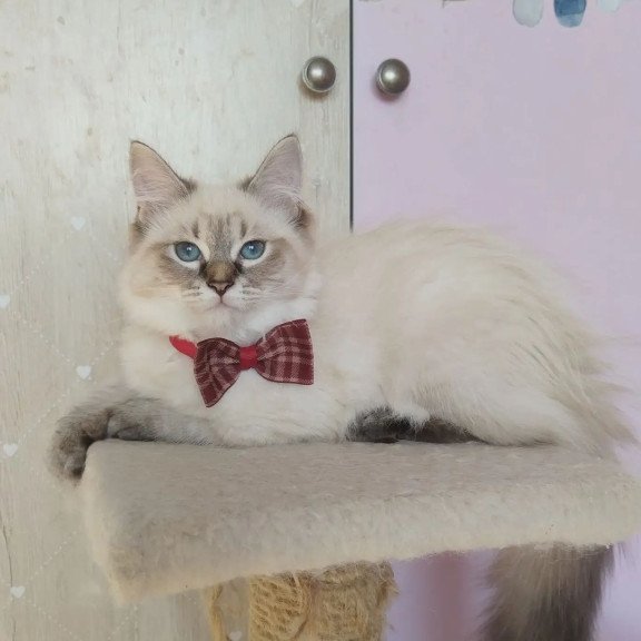 Siberian REZ Holli