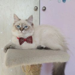 Siberian REZ Holli