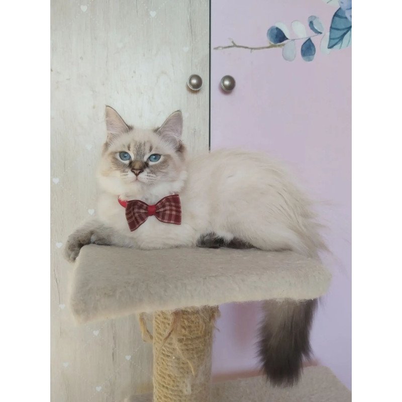 Siberian REZ Holli