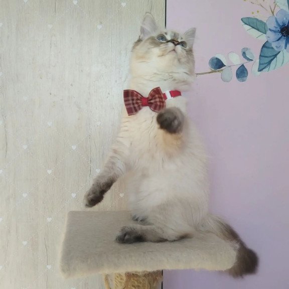 Siberian REZ Holli