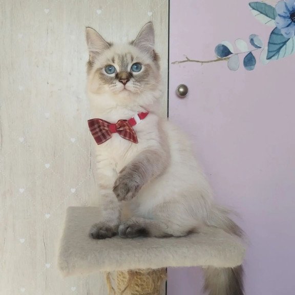 Siberian REZ Holli