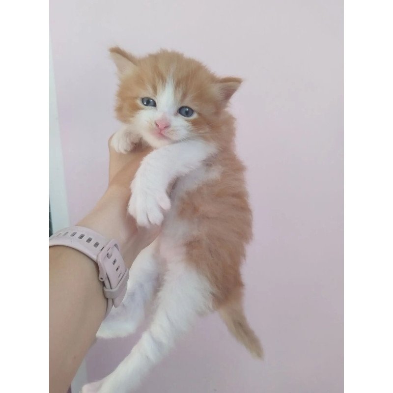 Siberian REZ Quick Oryol