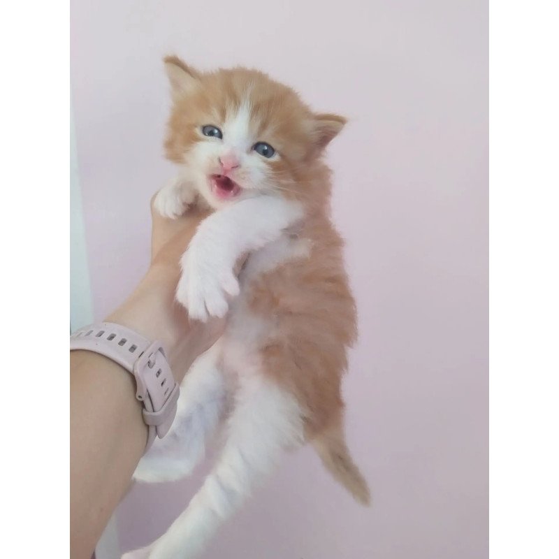 Siberian REZ Quick Oryol