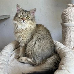 Siberian REZ Enot