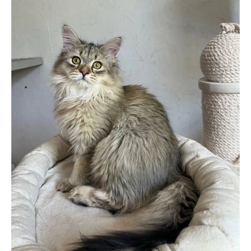 Siberian REZ Enot
