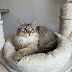 Siberian REZ Enot