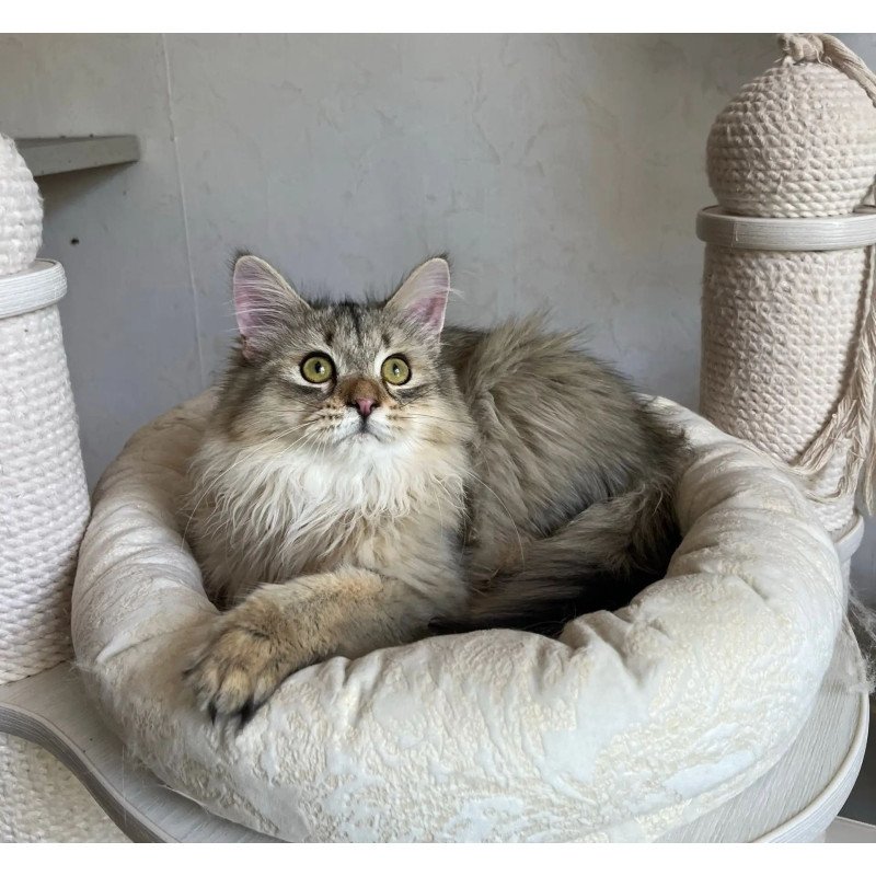 Siberian REZ Enot