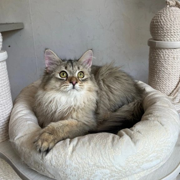 Siberian REZ Enot