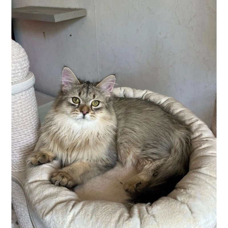 Siberian REZ Enot
