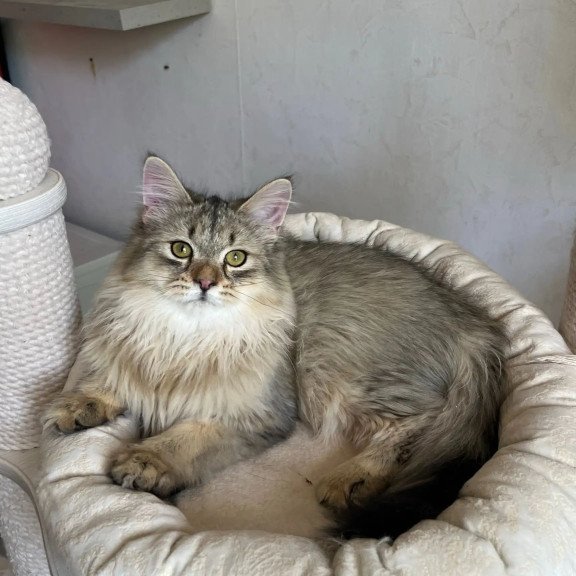 Siberian REZ Enot