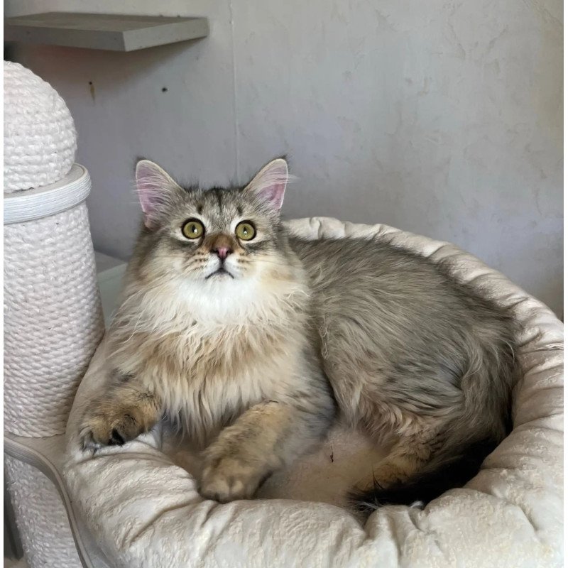 Siberian REZ Enot