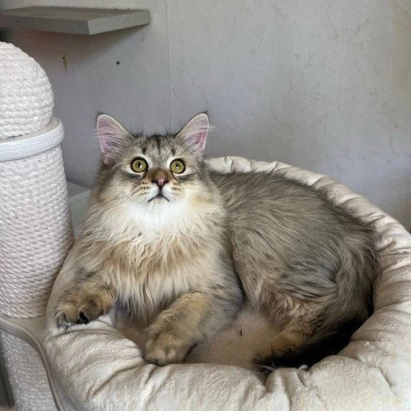 Siberian REZ Enot