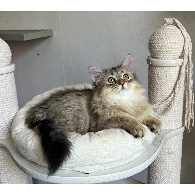 Siberian REZ Enot