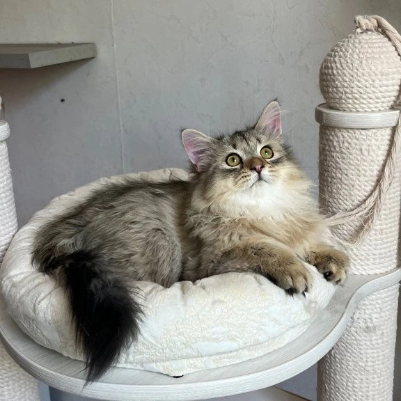 Siberian REZ Enot
