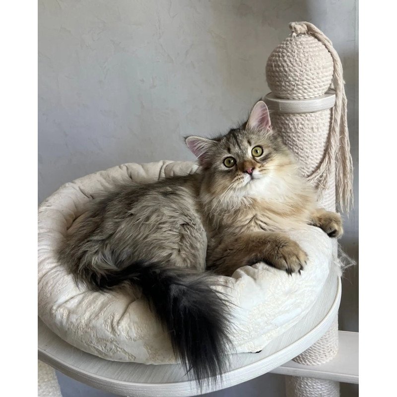 Siberian REZ Enot