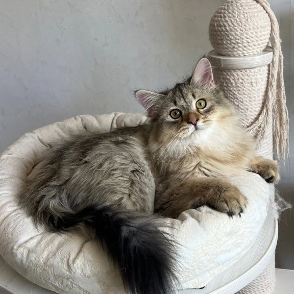 Siberian REZ Enot