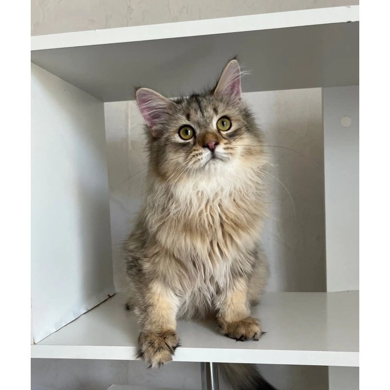 Siberian REZ Enot