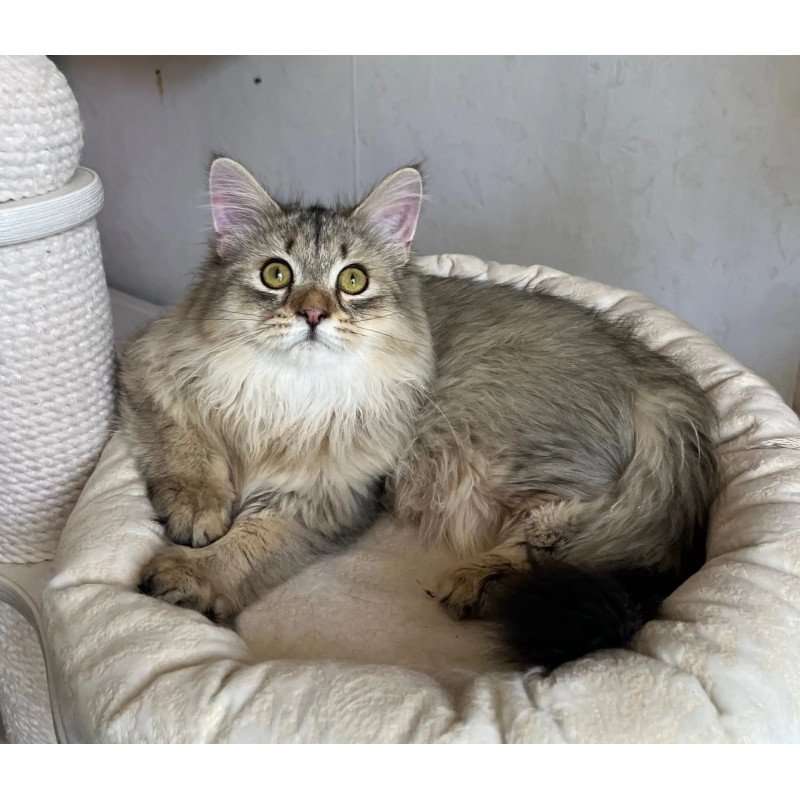 Siberian REZ Enot