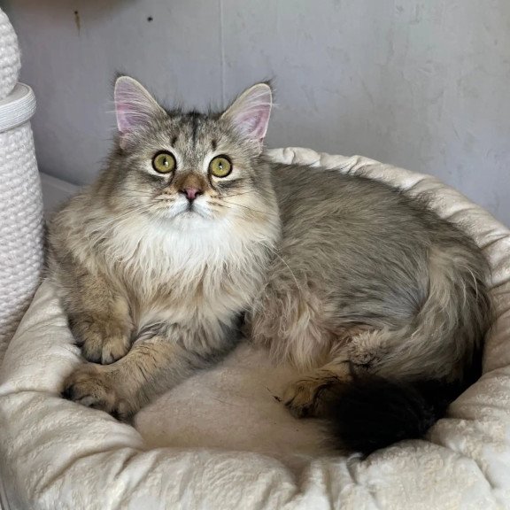 Siberian REZ Enot