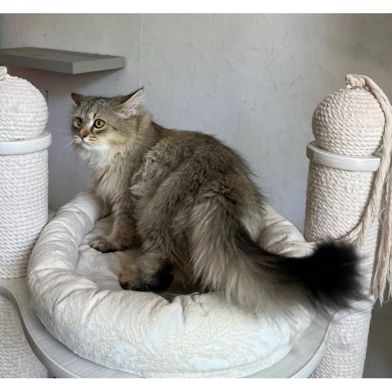 Siberian REZ Enot