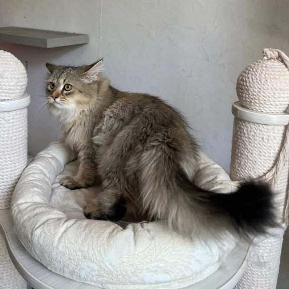 Siberian REZ Enot
