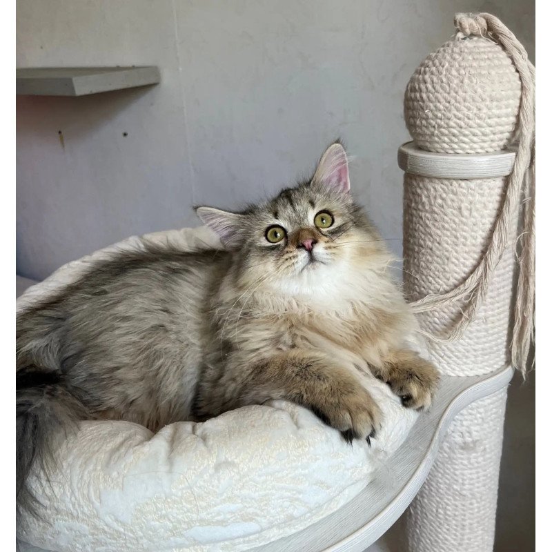 Siberian REZ Enot