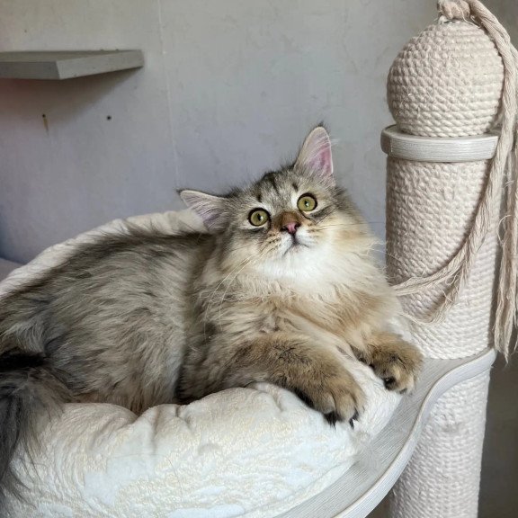 Siberian REZ Enot