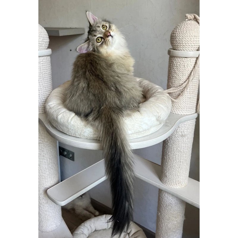 Siberian REZ Enot