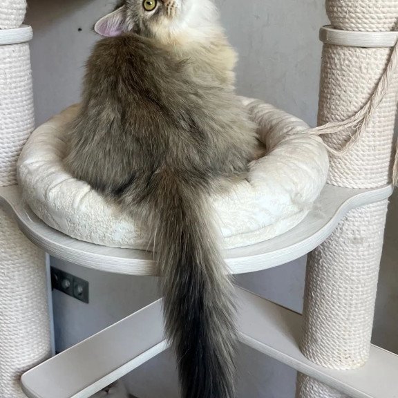 Siberian REZ Enot