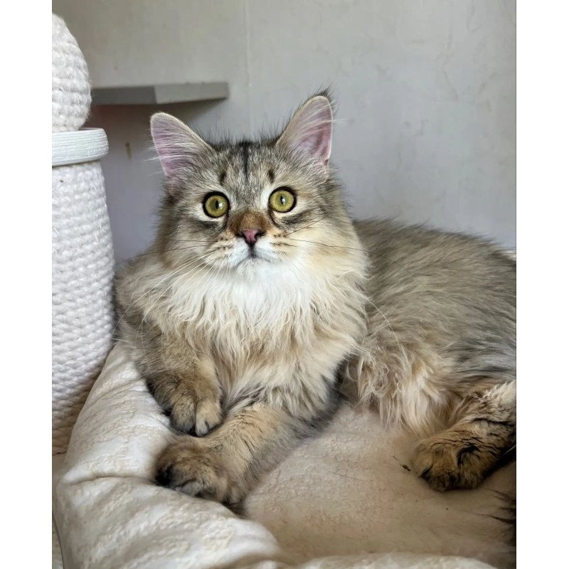 Siberian REZ Enot