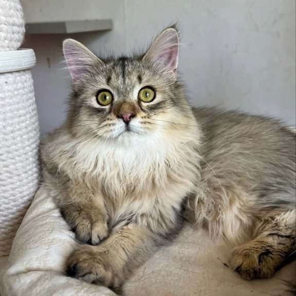 Siberian REZ Enot