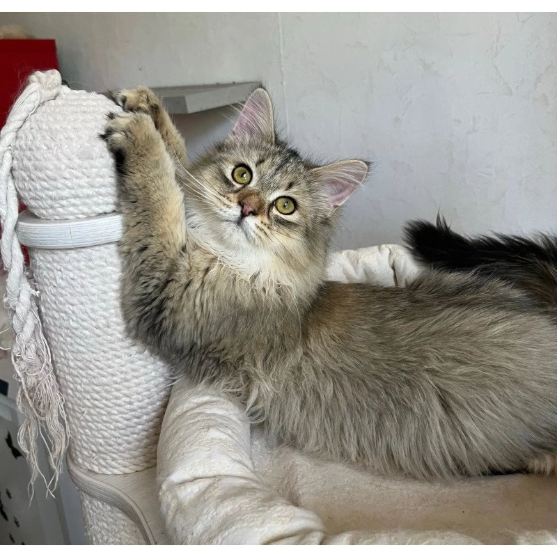 Siberian REZ Enot