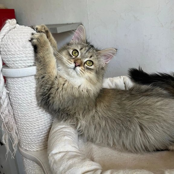 Siberian REZ Enot