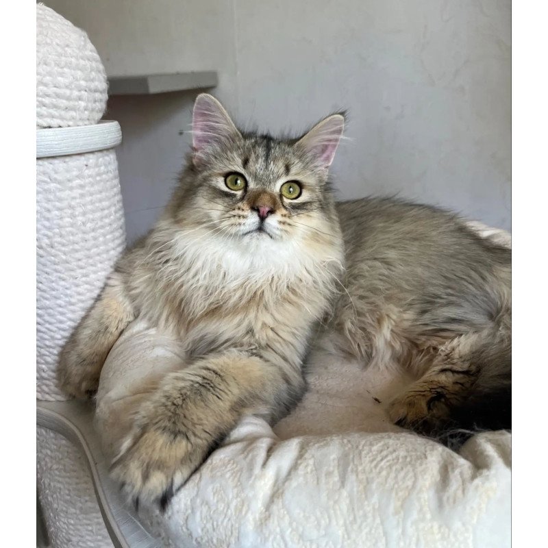 Siberian REZ Enot