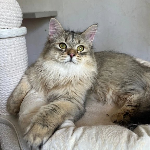 Siberian REZ Enot