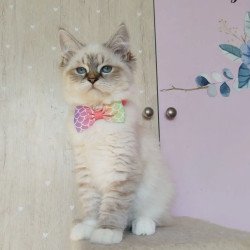 Siberian REZ Hela