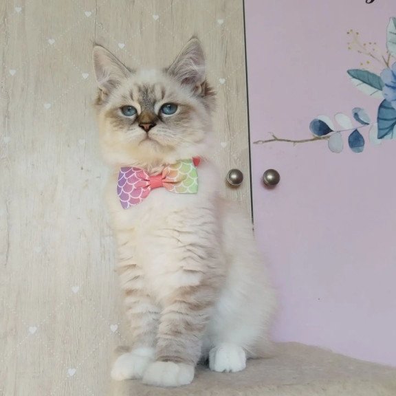 Siberian REZ Hela