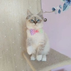 Siberian REZ Hela