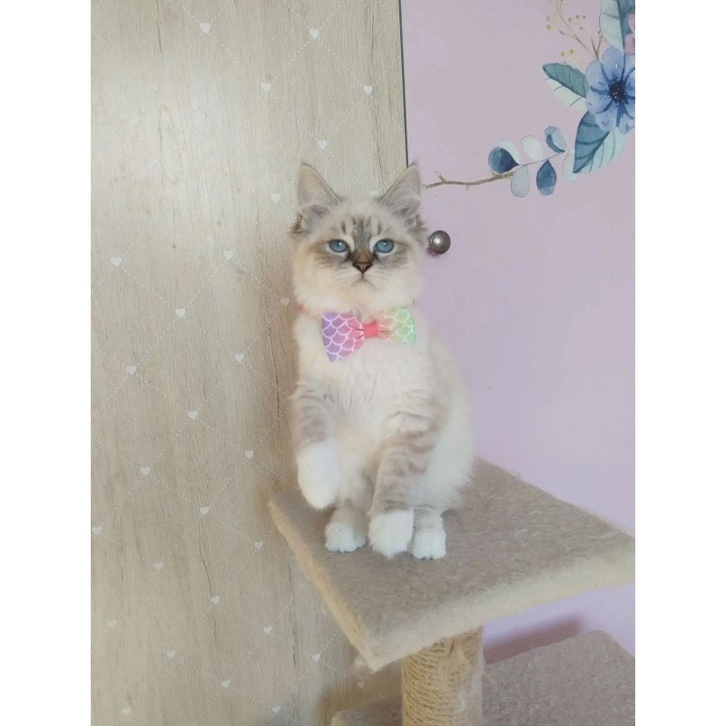 Siberian REZ Hela