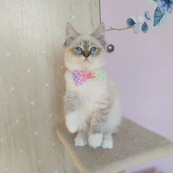 Siberian REZ Hela