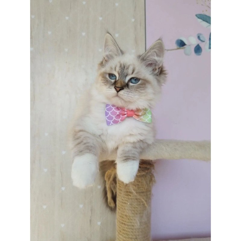Siberian REZ Hela